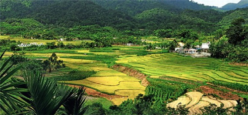 青椒炒山药孕期可以吃吗（青椒可以炒山药片吗）